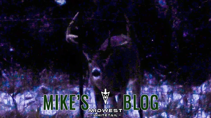 Huge Framed 6 Year Old, Anna's Buck In Bow Range |...