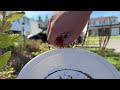 How to harvest Hoary Vervain (Verbena stricta) seeds 