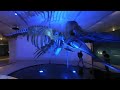 VR180 Sperm Whale exhibit 2