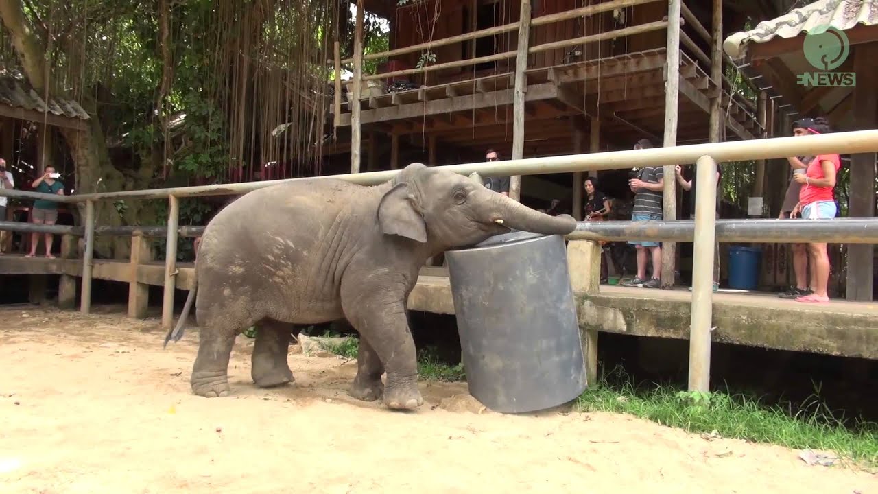 Baby Elephant Navann and his toy - ElephantNews