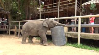 Baby Elephant Navann and his toy - ElephantNews