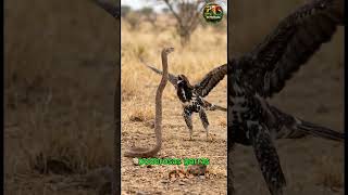 El terror de las serpientes..inteligente #aves #reels #viral #birds