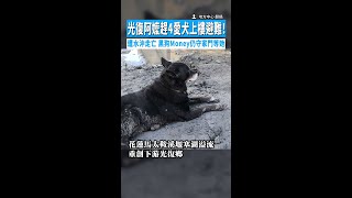 【寸步不離的牠】光復阿嬤趕4愛犬上樓避難! 遭水沖走亡黑狗Money仍守家門等她 #Shorts