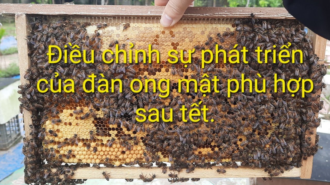 Điều chỉnh sự phát triển của đàn ong mật phù hợp sau tết.