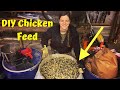 Mlange alimentaire pour poulet  grains entiers  comment crer le vtre