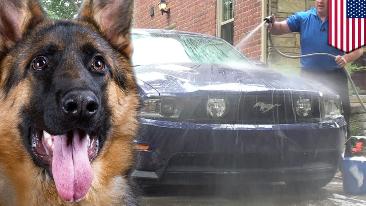 Video Lucu Anjing Polisi Bermain Air Saat Ia Libur Kerja