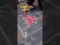 happy holika dahan # laxmi official dataganj # trending short video # ytshort #love