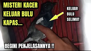 Penyebab burung kacer keluar bulu kapas
