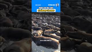 Chúng đối diện với tử thần mỗi lần vượt sông. #haidangaqua #dongvat #animals #thuvi #khampha