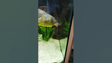 Тетраодон Мбу (Tetraodon mbu) Гигантский тетраодон