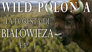 Fotografia naturalistica a Bialowieza | Wild Polonia EP.1/2 | 4K