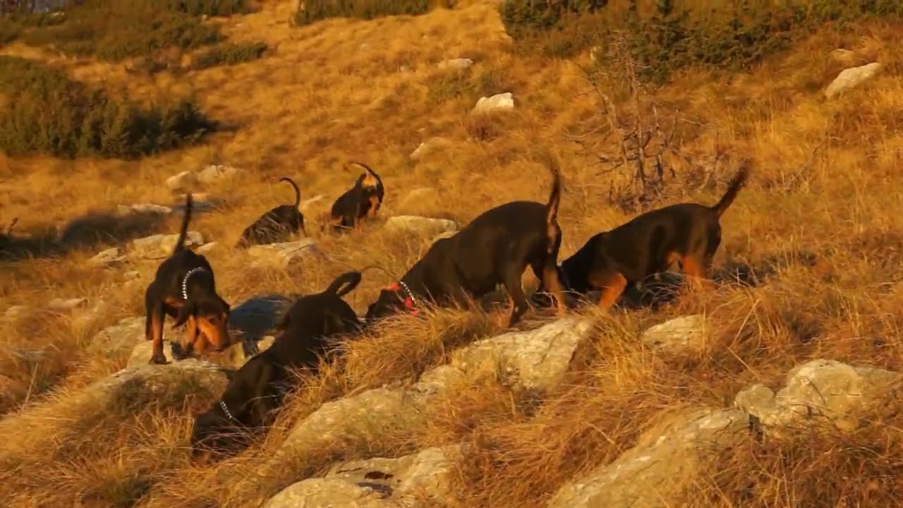 ΕΛΛΗΝΙΚΟΣ ΙΧΝΗΛΆΤΗς Νο 3