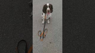 Δεν Φεύγει Ευτυχώς