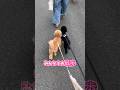 ㊗️10万再生🎉 歩き方が可愛い犬達🐶🐾‪‪ #トイプードル #うにおはのあ #犬のいる生活 #可愛い #家族の日常 #ゆりあか
