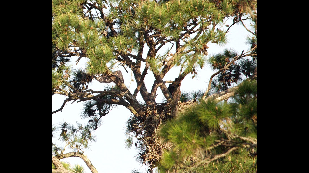 Fledgling Bald Eagle's First Flight from the Nest