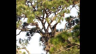 Fledgling Bald Eagle's First Flight from the Nest