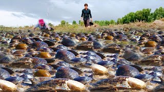 Amazing fishing a fisherman a lots of dig big Clam from the send in water