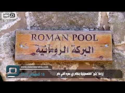 مصر العربية زراعة بتير الفلسطينية بنظام ري عمره ألفي عام