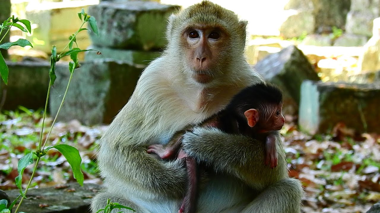 Mom Always Take Good Care On Her Baby Monkey Briget Very Love Her Baby Monkey Youtube