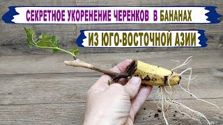 🍇 Научил старый филиппинец. Когда Вы наконец поймете, как БАНАНЫ ВЛИЯЮТ на укоренение черенков.