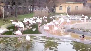 Pink flamingos at Vienna zoo