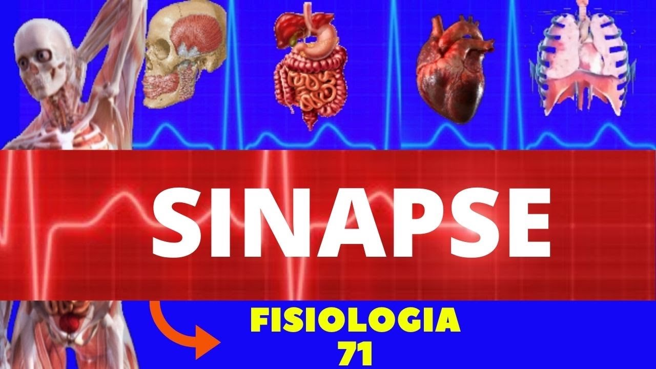 SINAPSE QUÍMICA E ELÉTRICA (ESTRUTURA, TIPOS E FUNÇÃO) NEUROFISIOLOGIA SISTEMA NERVOSO YouTube SINAPSE QUÍMICA E ELÉTRICA (ESTRUTURA, TIPOS E FUNÇÃO) NEUROFISIOLOGIA SISTEMA NERVOSO YouTube