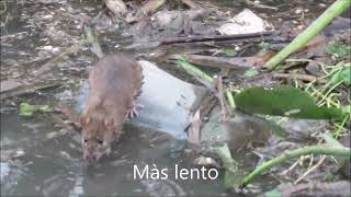 Rata noruega (Rattus norvegicus).