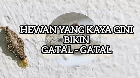 Waspada kamitetep, hewan kecil mirip debu yang bisa bikin kulit gatal-gatal