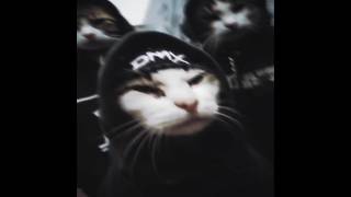 Comment W Cat If The Gang Was High Aura cat catgang catlovers cats fyp