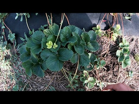 Уровень усообразования клубники.