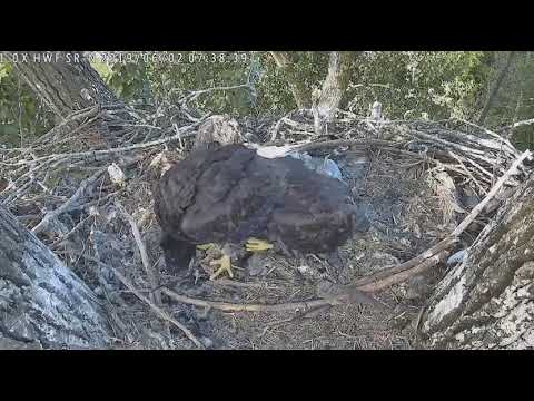 bald eagles in wisconsin Sneaky Eaglet Grabs Some Food