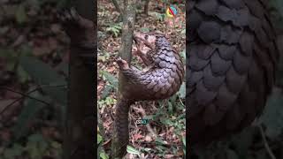 Animales con una resistencia sorprendente en su recubrimiento y piel.