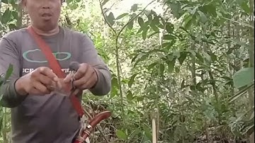 mikat burung tepus menggunakan mp3