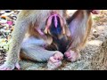 Super 😭Weaning Actions! Mom reacts strongly to stop adorable tiny baby monkey milk 😭grabs hair down Mp3 Song