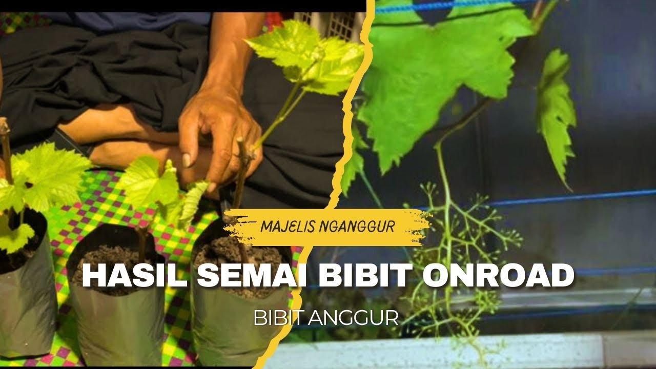 Review Hasil Pembibitan Secara OwnRoot