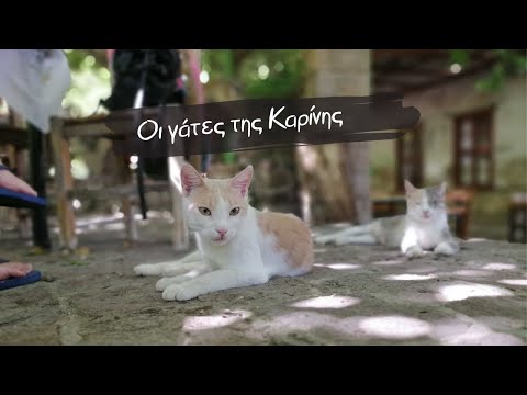 Οι γάτες της