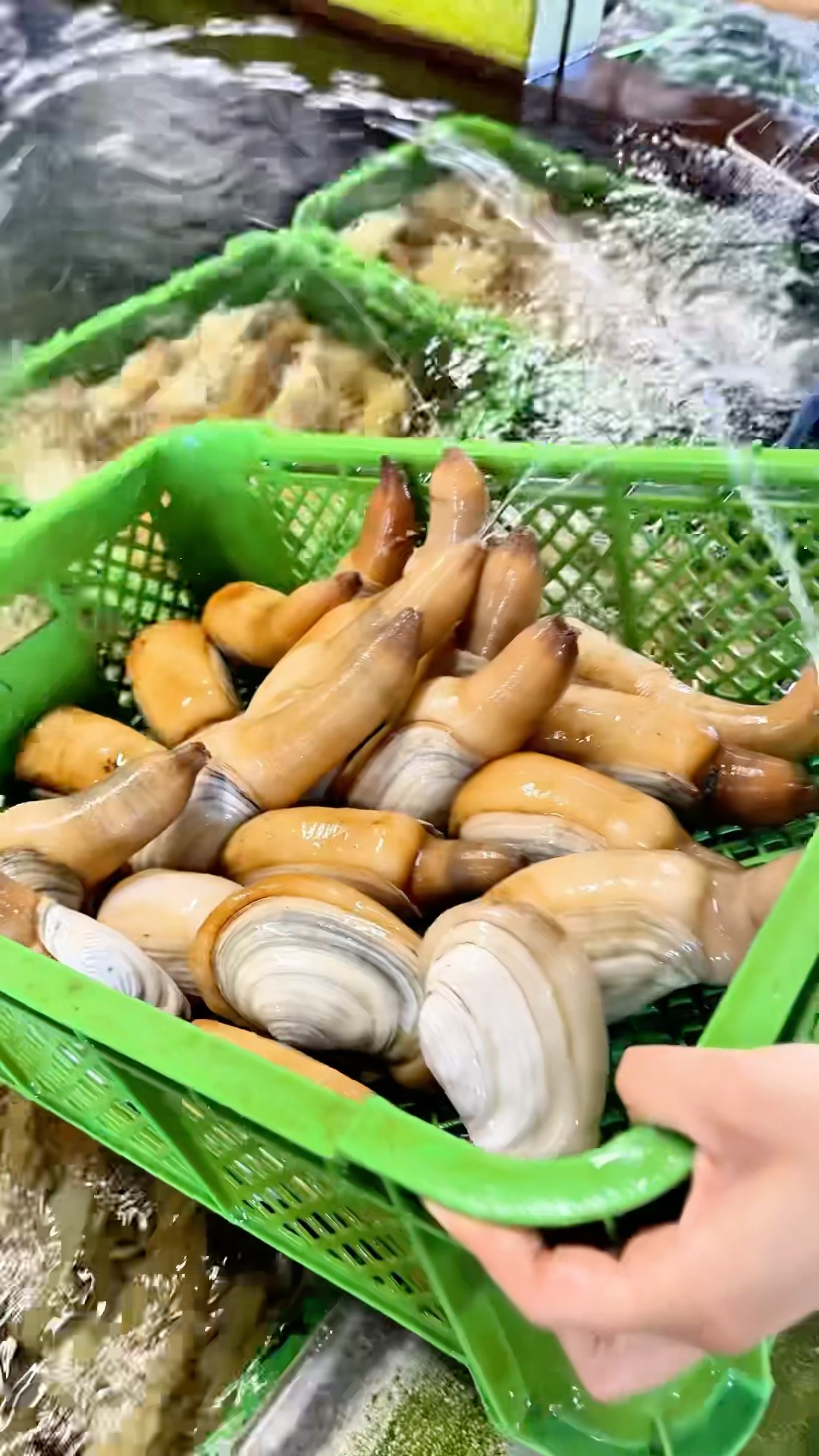 引き上げた瞬間、全員大暴れ🤣みる貝の水吹きショーがすごすぎた