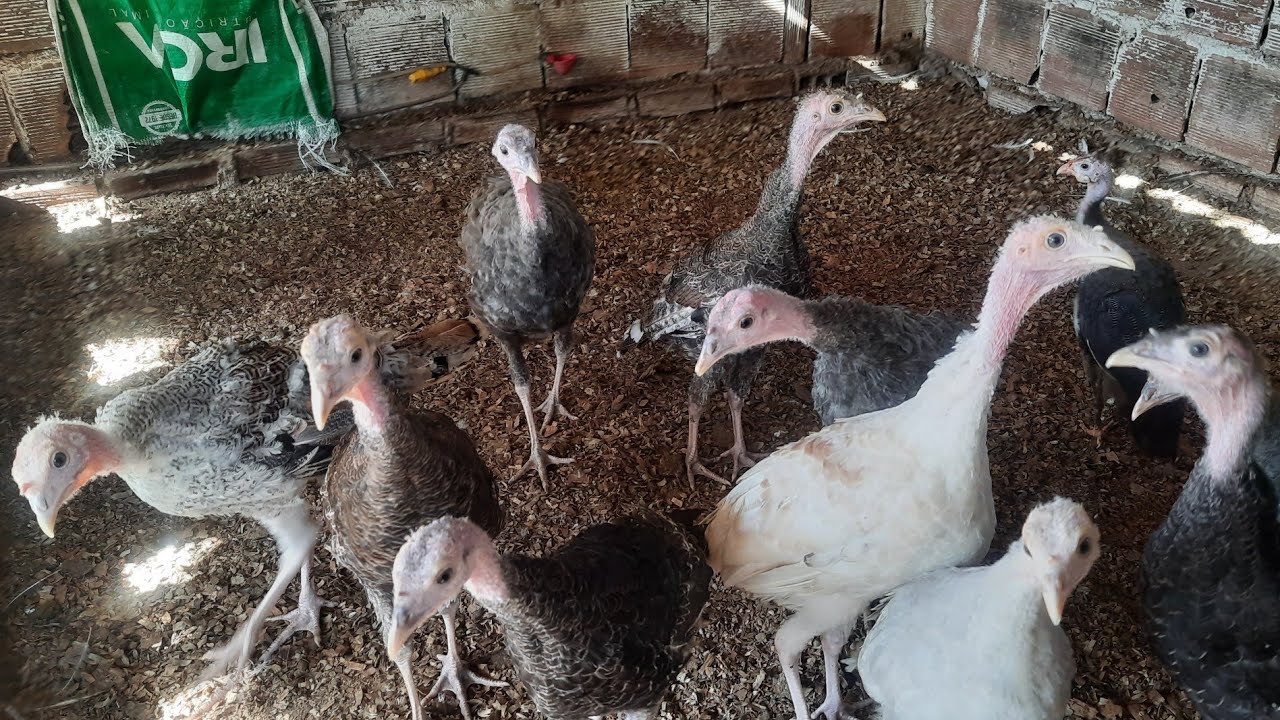 Como Saber se o Filhote de Peru é Macho ou Fêmea? YouTube