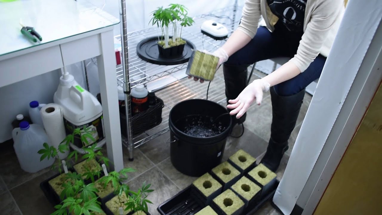 Oregon's Finest Grow Tips With Kristin: How to transplant clones in rockwool