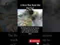 The Boiling River of the Amazon – Hot Enough to Cook Animals Alive! 🌊🔥