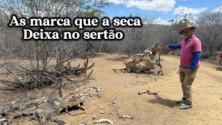 As Vítimas Da Seca Deixa No Sertão