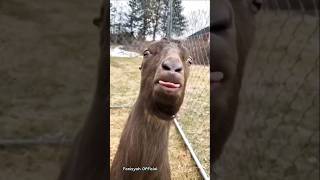 Funny Goat Ble Ble Ble shorts viral funny Goat