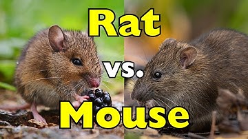 Muis versus rat: ze lijken op elkaar, maar de ene is VEEL slimmer [ID0823]
