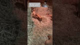 Puppy Playtime - Fox Red Labradors