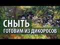 Готовим из дикоросов. Сныть. Елена Александрова, Михаил Вишневский