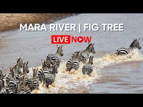 Mara River Fig Tree Crossing live thumbnail