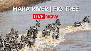 Mara River LIVE: Fig Tree Crossing Wildebeest Migration Cam