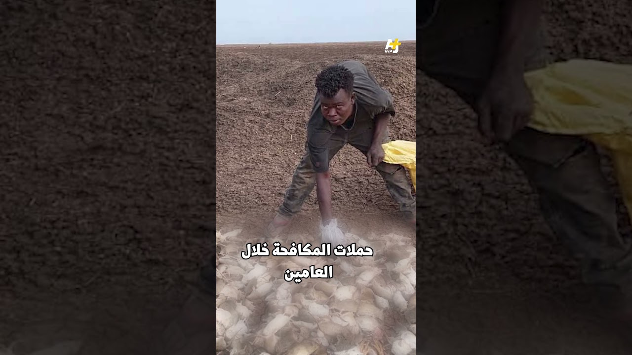 ما سبب تكدس جثث الفئران على ضفاف نهر عطبرة؟