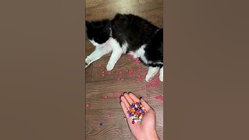 😺 Cat Beads Reverse Video 🚀🧱 #shorts  #cat #asmr #funny #reverse #cute