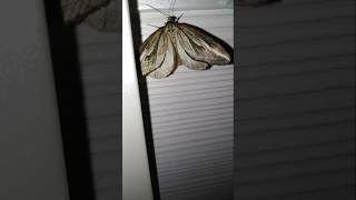 #wildlife #insects #viral The forest moth is on photo shoot 🦋